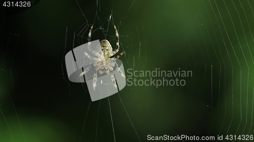 Image of Spider in its web