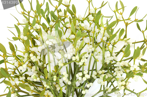 Image of Mistletoe Plant