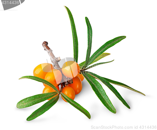 Image of Seabuckthorn berries with leaves