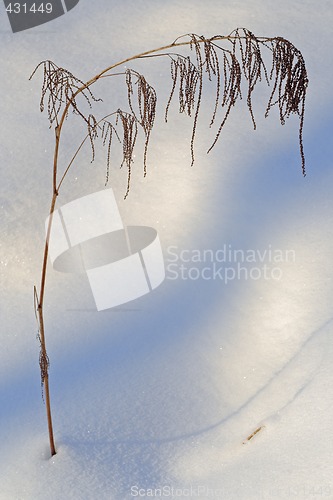 Image of dry plant and snow