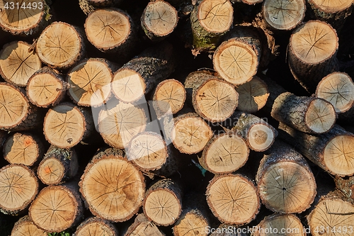 Image of Log wood pile