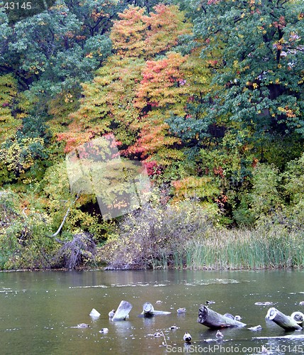 Image of Autumn trees