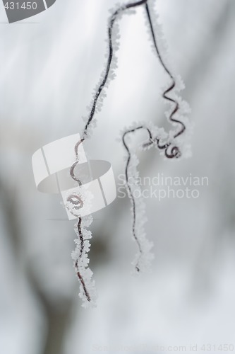 Image of frosted grape moustache