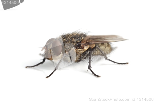 Image of Fly Macro on White
