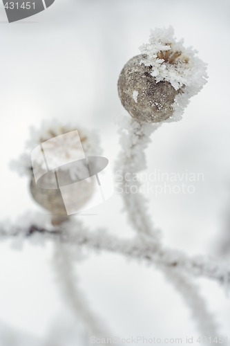 Image of frosted dry poppy bags