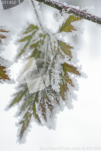 Image of frosted winter leaves