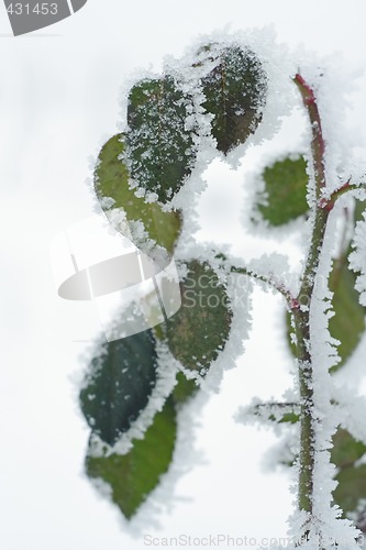Image of frosted winter leaves