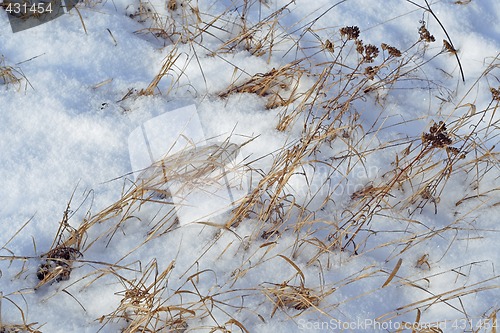 Image of dry plants and snow