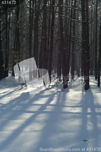 Image of winter forest