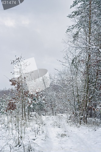 Image of winter bushes