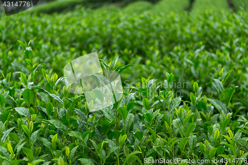 Image of Tea farm