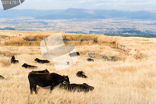 Image of Crows in farm agriculture 