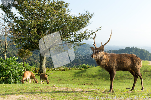 Image of Deer in the park