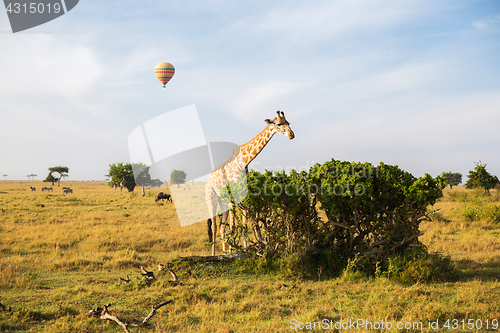 Image of giraffe eating tree leaves in savannah at africa