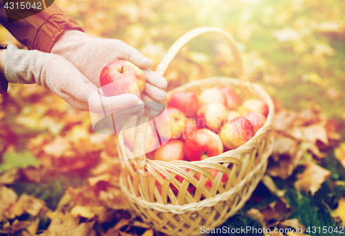 Image of woman with basket of apples at autumn garden