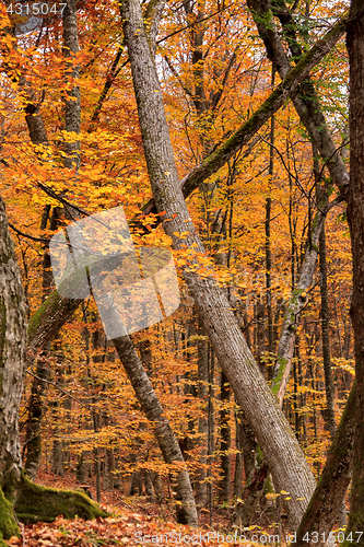 Image of Beautiful autumn forest