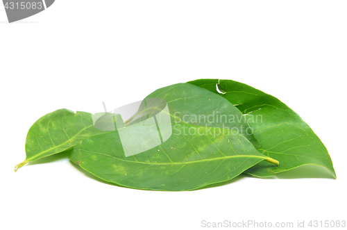 Image of Indonesian Bay Leaf