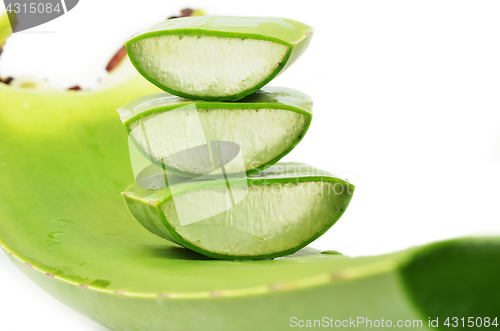 Image of Aloe vera fresh leaf isolated