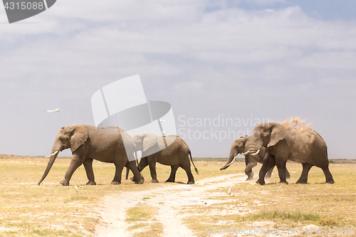 Image of Herd of wild elephants in Amboseli National Park, Kenya.