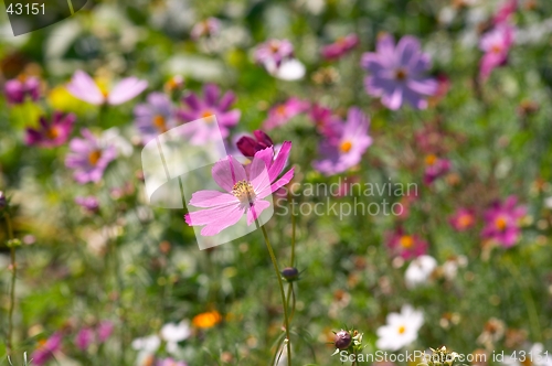 Image of Flowers of garden