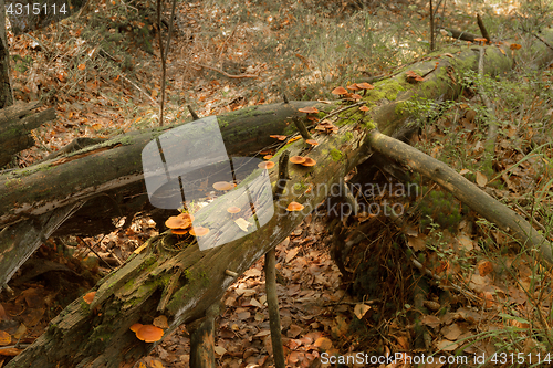 Image of Autumn forest landscape