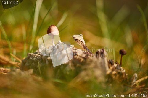 Image of Small Mushroom Growing