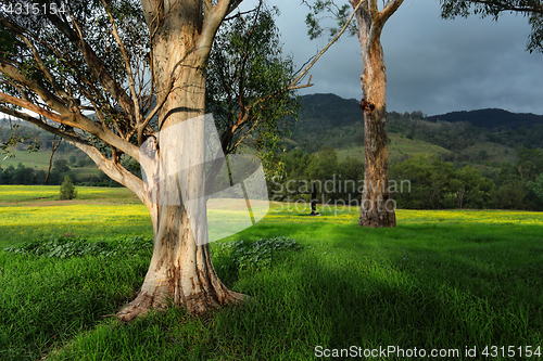 Image of Trees in afternoon light