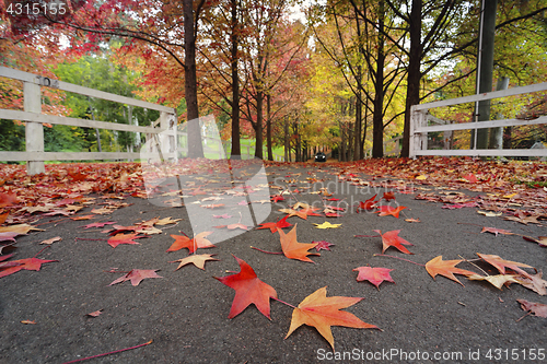 Image of Autumn trees and leaves