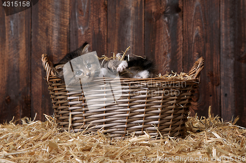 Image of Cute Kitten With Straw in a Barn