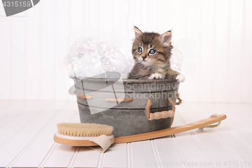 Image of Maincoon Kitten With Big Eyes in Washtub Bathing