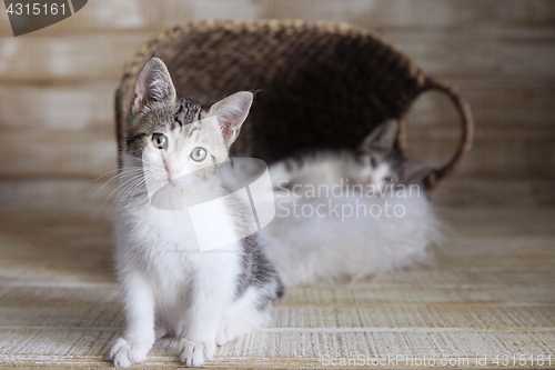 Image of Two Adoptable Kittens in a Basket