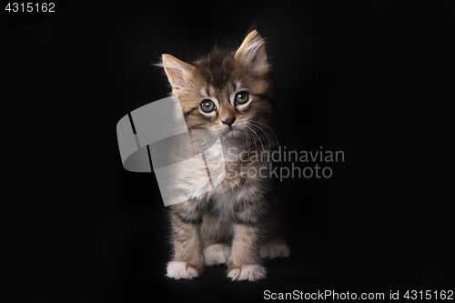 Image of Maincoon Kitten With Big Eyes