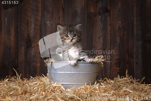 Image of Cute Kitten With Straw in a Barn