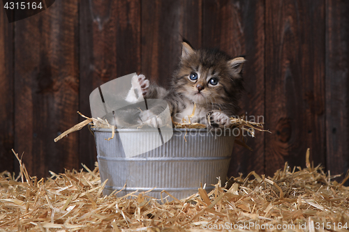 Image of Cute Kitten With Straw in a Barn