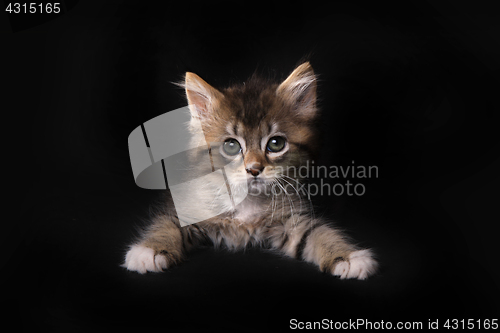 Image of Maincoon Kitten With Big Eyes