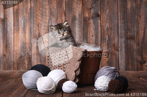 Image of Cute Kitten With Balls of Yarn