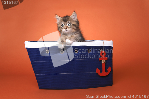 Image of Maincoon Kitten With Big Eyes