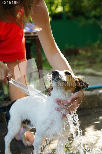 Image of Woman bathing dog outside