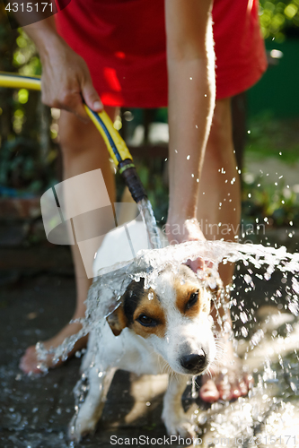 Image of Woman bathing dog outside