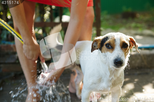 Image of Woman bathing dog outside