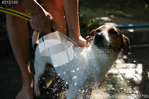 Image of Woman bathing dog outside