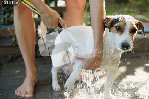 Image of Woman bathing dog outside