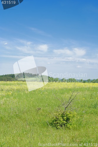Image of landscape with lone bush