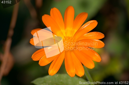 Image of Calendula