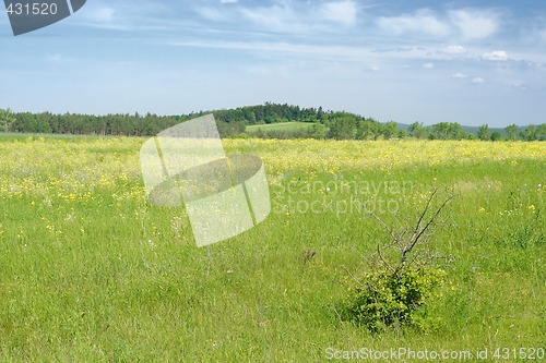 Image of landscape with lone bush