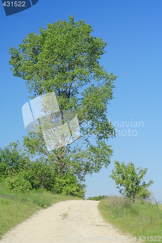 Image of landscape with road and tree