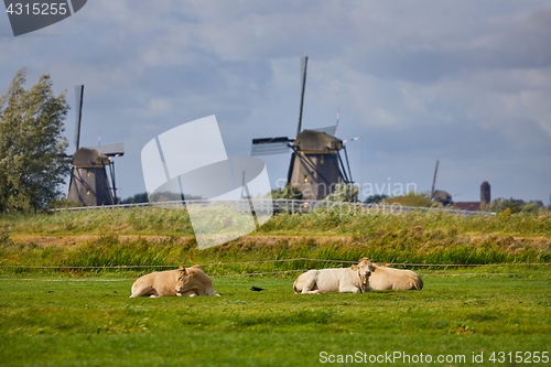 Image of Cows on a farm