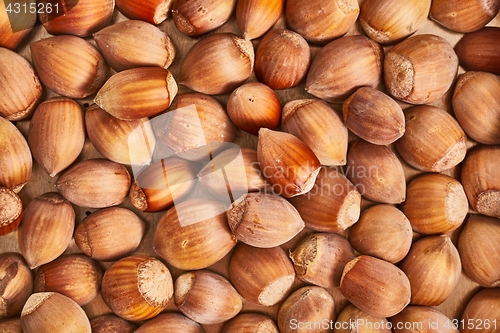 Image of Hazelnut in a pile