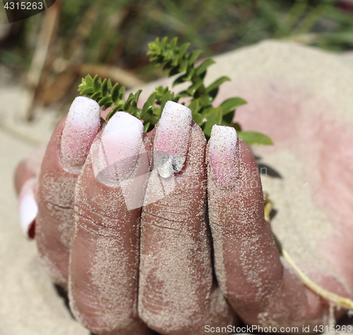 Image of Hand in the sand