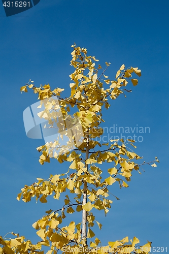 Image of Yellow Autumn Leaves